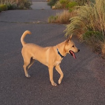 Ghost Rider, Jaxorik Head of Document Shredding, a Carolina Dog